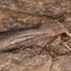 Diarsia intermixta at Melba, ACT - 3 May 2022 12:37 AM