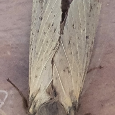 Oxycanus silvanus (Pale Oxycanus) at Gundaroo, NSW - 12 May 2022 by Gunyijan