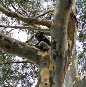 Phascolarctos cinereus (Koala) at Tatachilla, SA by SamC_