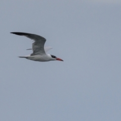 Hydroprogne caspia (Caspian Tern) at Nelson Beach - 4 May 2022 by trevsci