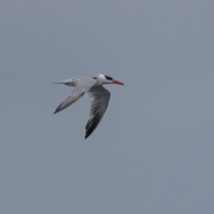 Hydroprogne caspia at Mogareeka, NSW - 4 May 2022