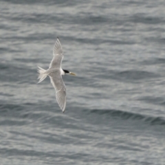 Thalasseus bergii (Crested Tern) at Mogareeka, NSW - 4 May 2022 by trevsci