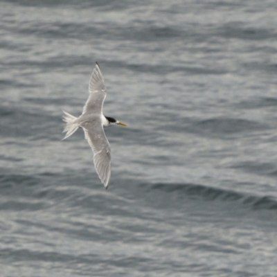 Thalasseus bergii (Crested Tern) at Mimosa Rocks National Park - 4 May 2022 by trevsci