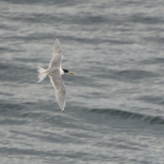 Thalasseus bergii (Crested Tern) at Nelson Beach - 4 May 2022 by trevsci
