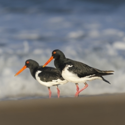 Haematopus longirostris (Australian Pied Oystercatcher) at Bournda Environment Education Centre - 3 May 2022 by trevsci