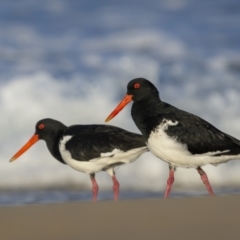 Haematopus longirostris at Bournda, NSW - 3 May 2022