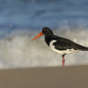 Haematopus longirostris at Bournda, NSW - suppressed