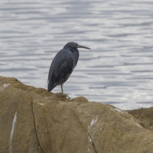 Egretta sacra at Mogareeka, NSW - 4 May 2022 02:02 PM