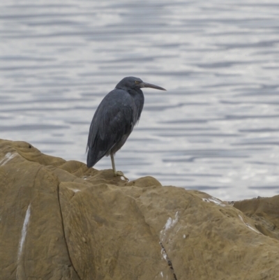 Egretta sacra (Eastern Reef Egret) at Mogareeka, NSW - 4 May 2022 by trevsci