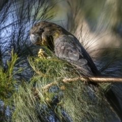 Calyptorhynchus lathami lathami (Glossy Black-Cockatoo) at Bournda National Park - 3 May 2022 by trevsci