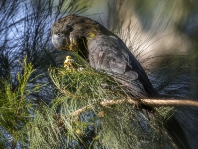 Calyptorhynchus lathami lathami (Glossy Black-Cockatoo) at Bournda, NSW - 3 May 2022 by trevsci