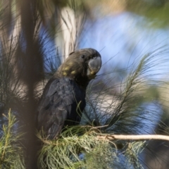 Calyptorhynchus lathami lathami at Bournda, NSW - 3 May 2022