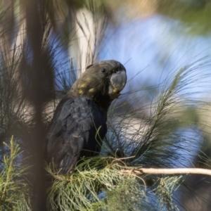 Calyptorhynchus lathami lathami at Bournda, NSW - 3 May 2022