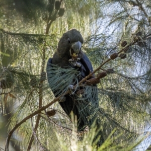 Calyptorhynchus lathami lathami at Bournda, NSW - suppressed