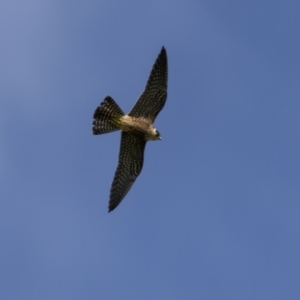 Falco longipennis at Bega, NSW - 1 May 2022