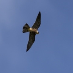 Falco longipennis (Australian Hobby) at Bega, NSW - 1 May 2022 by trevsci