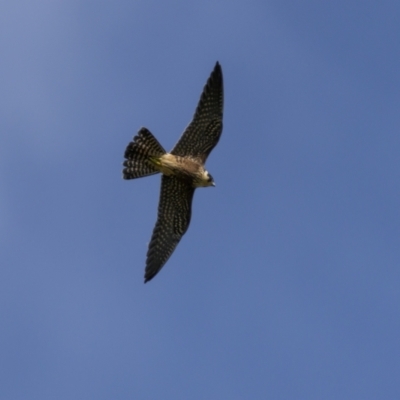 Falco longipennis (Australian Hobby) at Bega, NSW - 1 May 2022 by trevsci