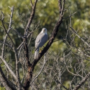 Tachyspiza novaehollandiae at Pambula, NSW - 2 May 2022