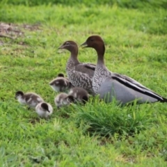 Chenonetta jubata (Australian Wood Duck) at McLaren Vale, SA - 20 Aug 2021 by SamC_