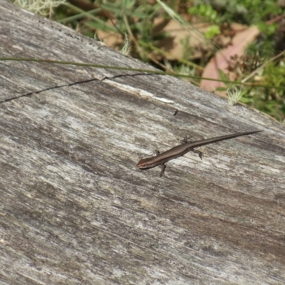 Pseudemoia entrecasteauxii (Woodland Tussock-skink) at Namadgi National Park - 26 Mar 2022 by KMcCue