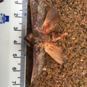 Oxycanus silvanus at Oolong, NSW - 11 May 2022 07:05 PM