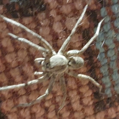 Portacosa cinerea (Grey wolf spider) at Gundaroo, NSW - 3 Mar 2022 by Gunyijan