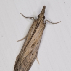 Faveria tritalis (Couchgrass Webworm) at Melba, ACT - 3 May 2022 by kasiaaus