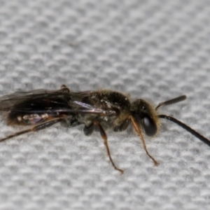 Lasioglossum (Homalictus) sphecodoides at Melba, ACT - 7 May 2022 12:10 AM