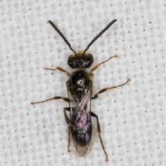 Lasioglossum (Homalictus) sphecodoides at Melba, ACT - 7 May 2022 12:10 AM