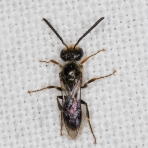 Lasioglossum (Homalictus) sphecodoides at Melba, ACT - 7 May 2022