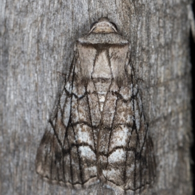 Stibaroma melanotoxa (Grey-caped Line-moth) at Melba, ACT - 7 May 2022 by kasiaaus