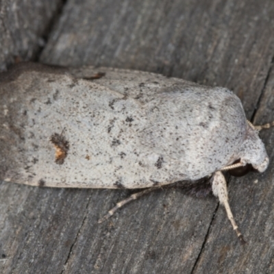 Proteuxoa tibiata (Horseshoe Noctuid) at Melba, ACT - 8 May 2022 by kasiaaus