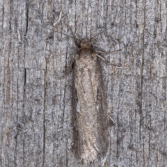 Oecophoridae (family) (Unidentified Oecophorid concealer moth) at Melba, ACT - 9 May 2022 by kasiaaus