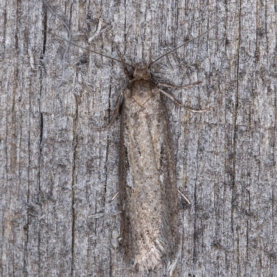 Oecophoridae (family) (Unidentified Oecophorid concealer moth) at Melba, ACT - 8 May 2022 by kasiaaus