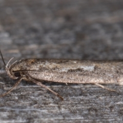 Oecophoridae (family) at Melba, ACT - 9 May 2022