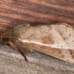 Oxycanus dirempta (Variable Oxycanus) at Melba, ACT - 9 May 2022 by kasiaaus