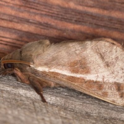 Oxycanus dirempta (Variable Oxycanus) at Melba, ACT - 8 May 2022 by kasiaaus