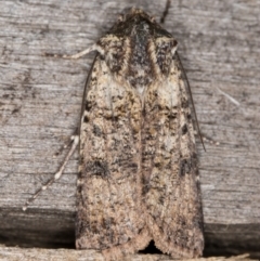 Agrotis porphyricollis (Variable Cutworm) at Melba, ACT - 9 May 2022 by kasiaaus