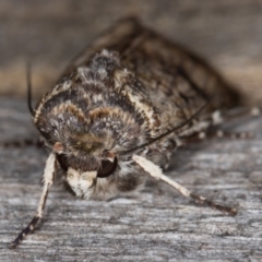 Agrotis porphyricollis at Melba, ACT - 9 May 2022