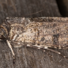 Agrotis porphyricollis at Melba, ACT - 9 May 2022