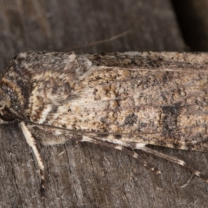 Agrotis porphyricollis at Melba, ACT - 9 May 2022