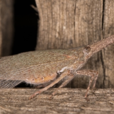 Rentinus dilatatus (Fulgorid planthopper) at Melba, ACT - 8 May 2022 by kasiaaus