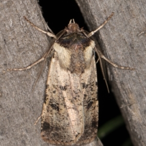 Agrotis porphyricollis at Melba, ACT - 9 May 2022