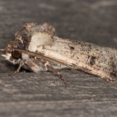 Agrotis porphyricollis at Melba, ACT - 9 May 2022