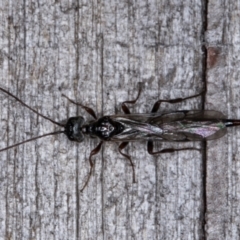 Monomachus antipodalis (A parasitic wasp) at Melba, ACT - 9 May 2022 by kasiaaus