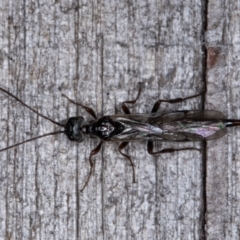Monomachus antipodalis (A parasitic wasp) at Melba, ACT - 8 May 2022 by kasiaaus