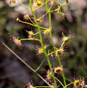 Drosera sp. at Crooked Corner, NSW - 29 Sep 2013 11:21 AM