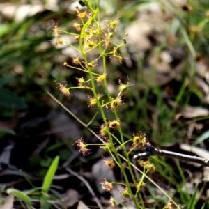 Drosera sp. at Crooked Corner, NSW - 29 Sep 2013 11:21 AM