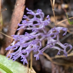 Ramariopsis pulchella at suppressed - 10 May 2022