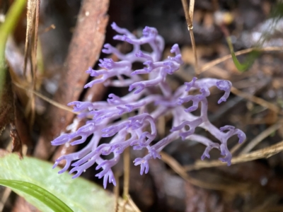 Ramariopsis pulchella by AJB